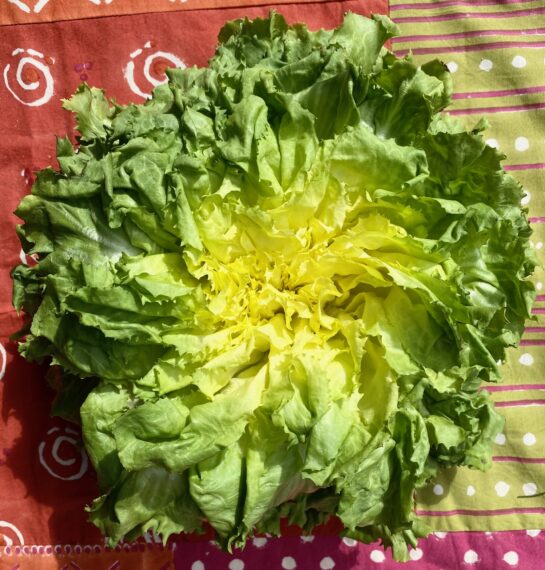 escarole