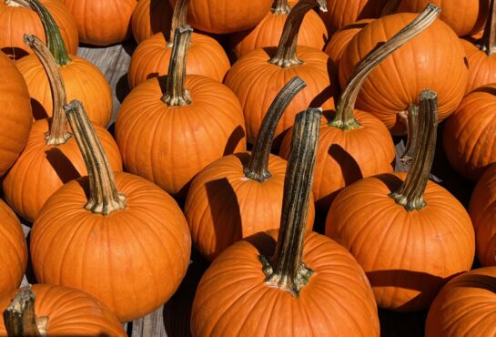 Group of bright orange sugar pumpkins