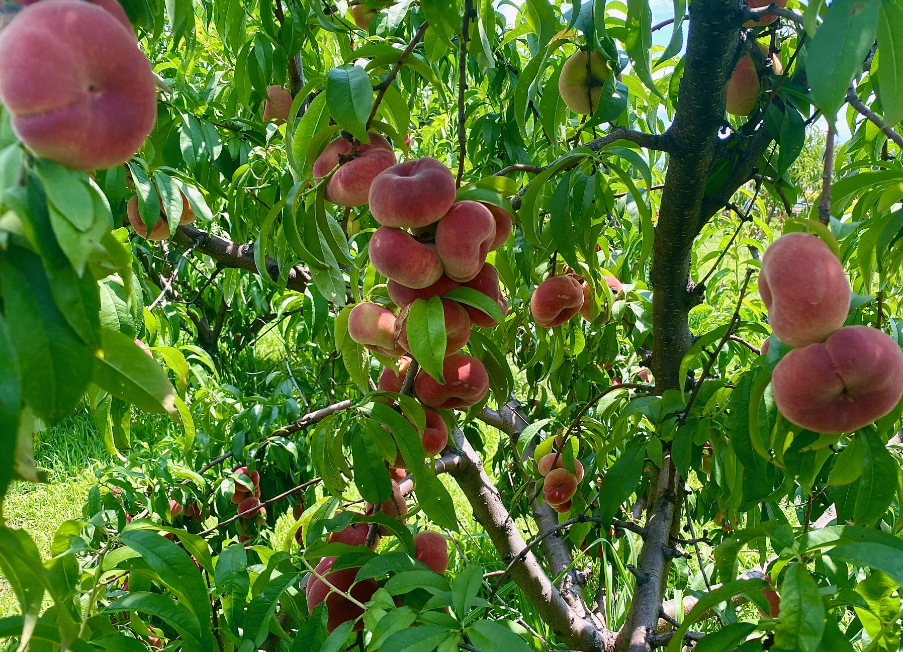 Donut peaches, ripening