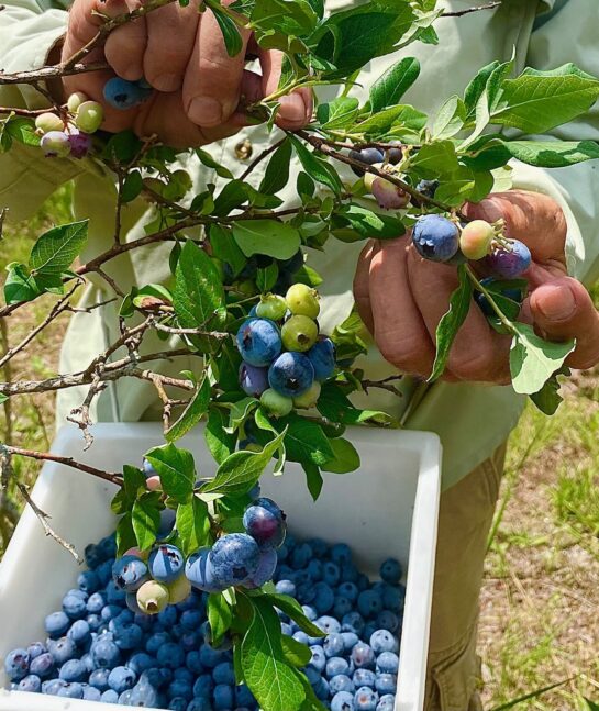 Ed McCay’s Bluecrops
