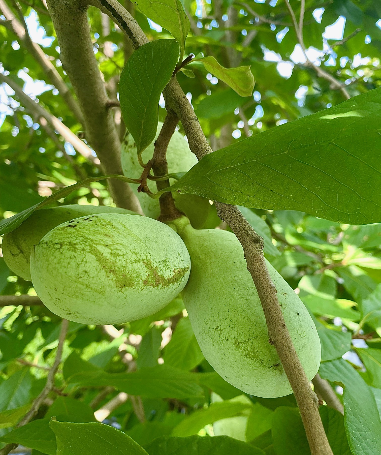 Pawpaws, in clusters