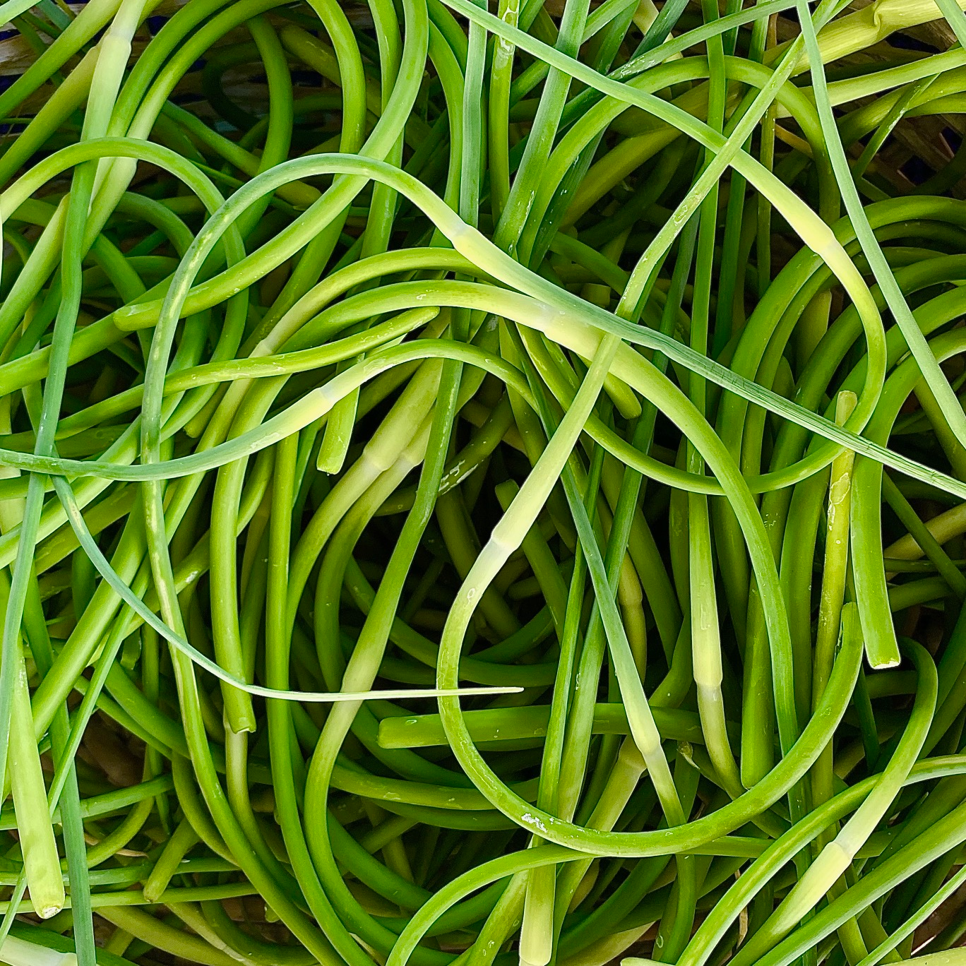 Garlic scapes