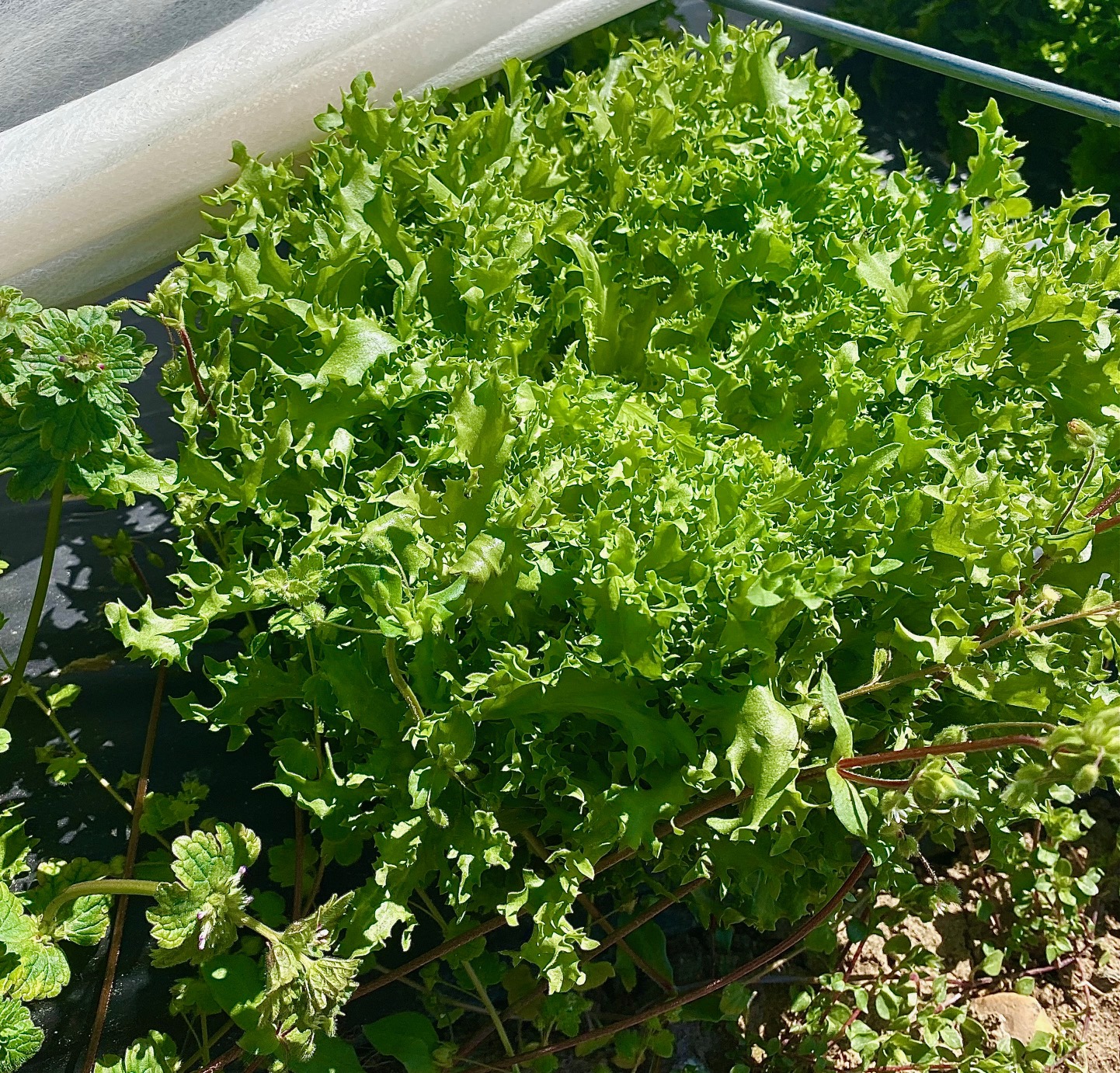 Curlesi, from Black Sheep Farm : The Peasant Wife - The Peasant Wife